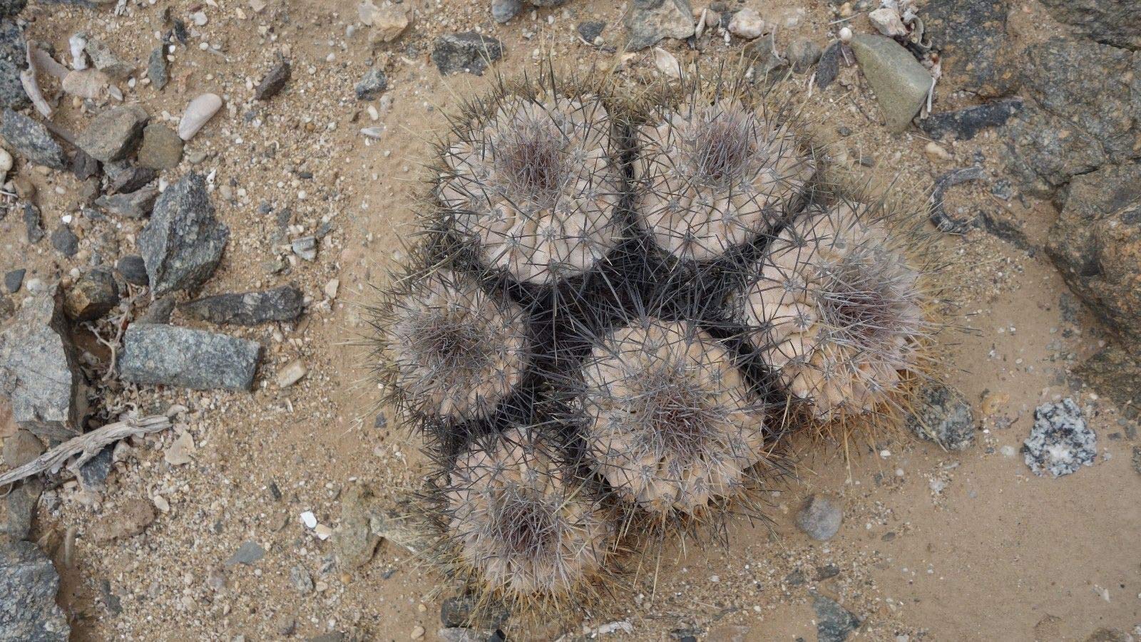 (ナッシーさま)コピアポア種子　フルセット 2/2　種子78種類 5-10粒ずつ 2025年最新】Yahoo!オークション -コピアポア 種子の中古品