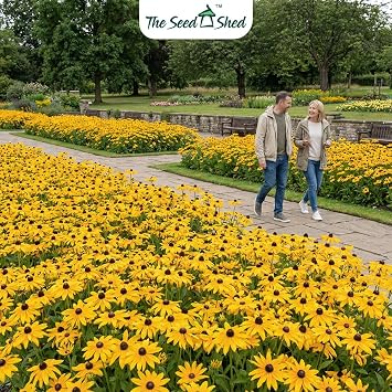 Rudbeckia Irish Spring Seeds – Long Flowering Large Blooms, Perfect in Borders – RHS Plants for Pollinators – Half Hardy Perennial – for Your Beautiful Garden