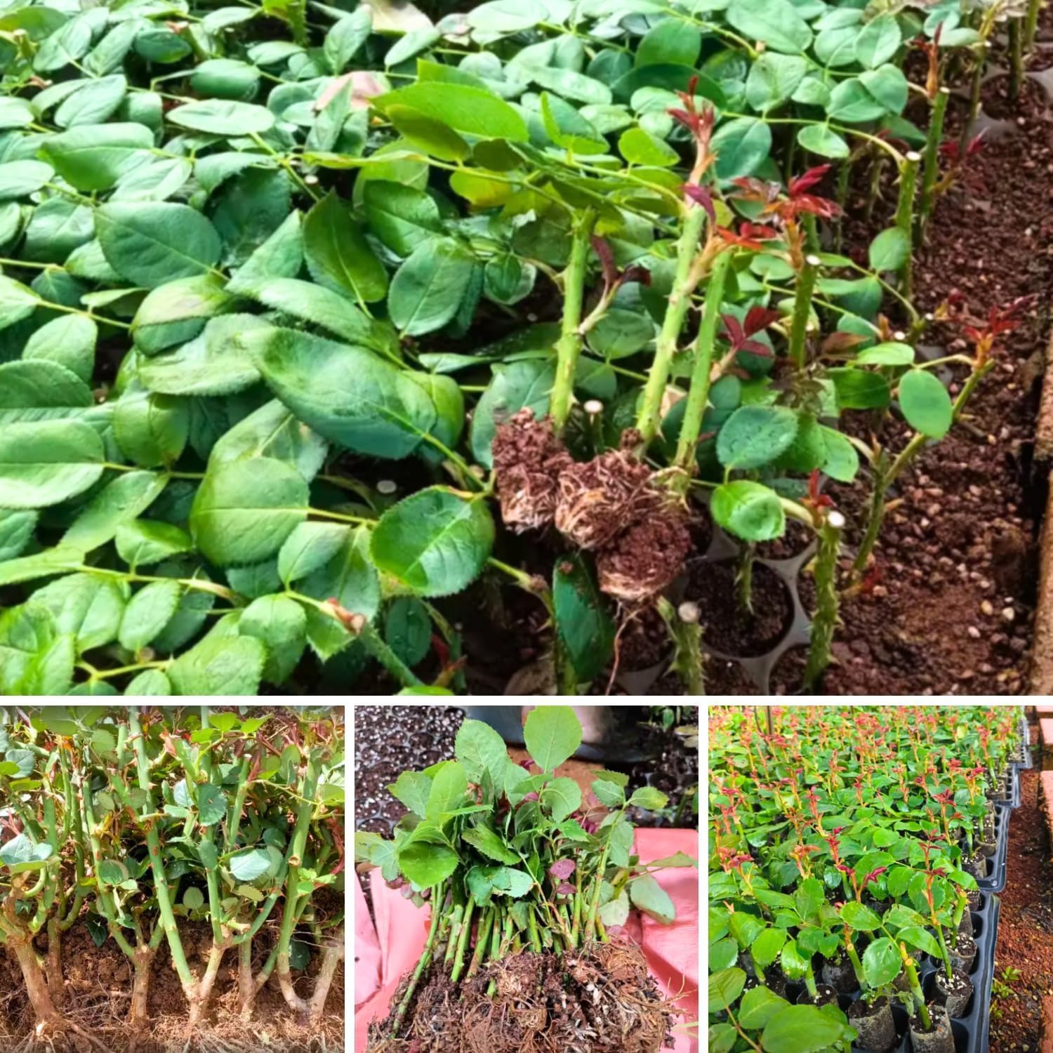 Rose Bush Live Plant - Rose Plant Live Shrub - Bareroot with Soil 5-10 Inch Tall - Fragrant Rose Flowers Heirloom Rose Shrub (Deep Red Pink Rose)