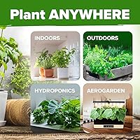 Vista 20 de HOME GROWN Más de 1000 semillas de cilantro para plantar en interiores o exteriores, hierbas tradicionales sin OMG, semillas de plantas de cilantro