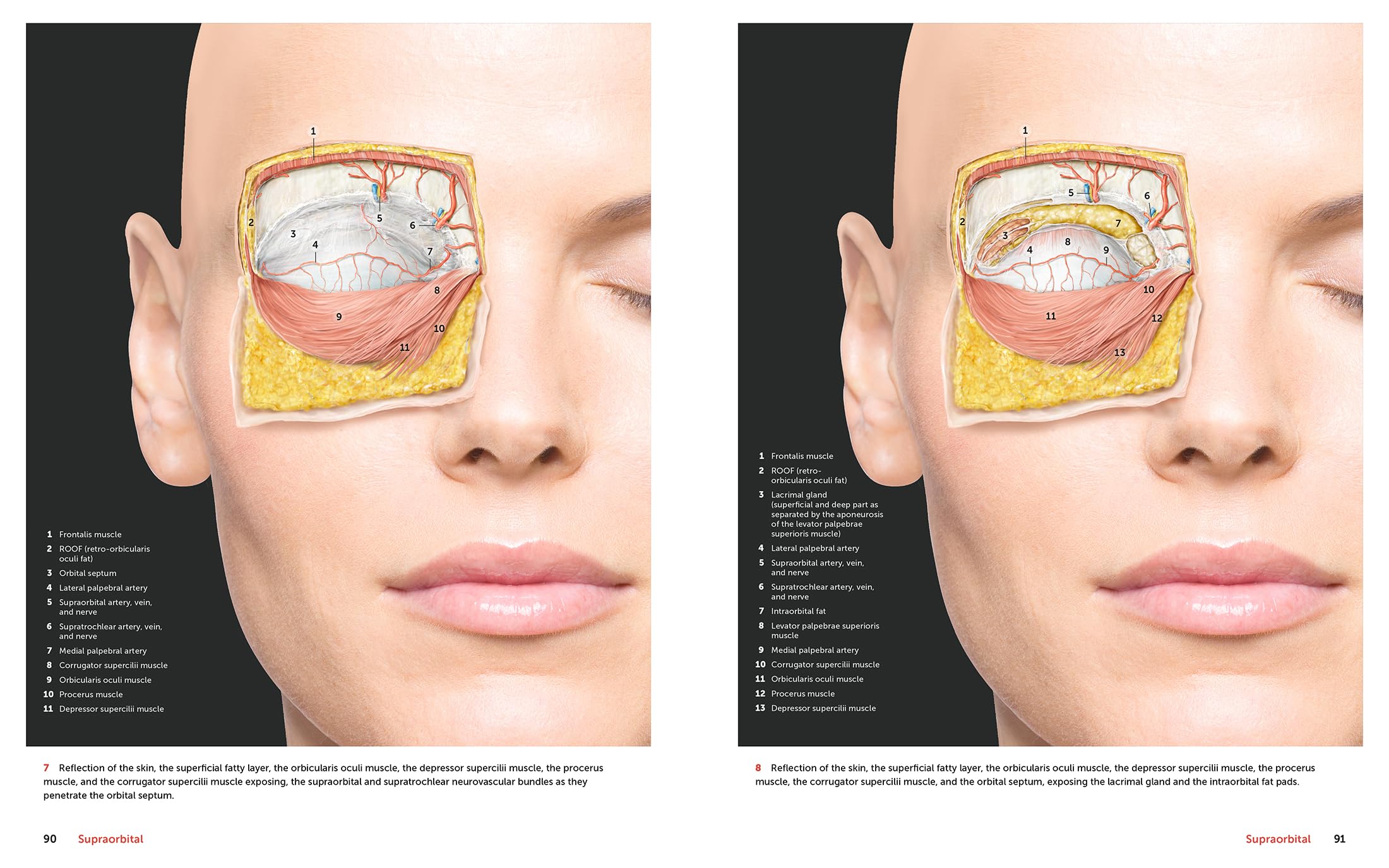 Facial Anatomy: Layer by Layer