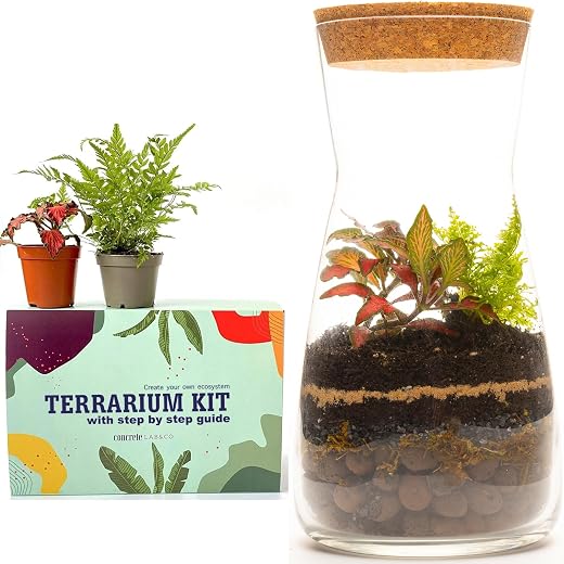 Kit terrario in Vetro Trasparente Fatto a Mano per Interni ed Esterni, centrotavola 19 cm, Kit con Felce e fittonia