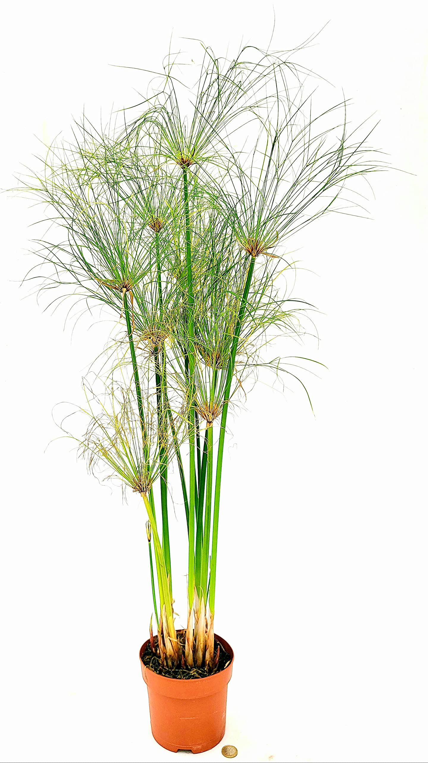 Pianta Di Papiro Cyperus Papirus - Vaso 16cm, Altezza 70cm, 2 Piante Vere, Per Laghetto O Vaso - Foto 9