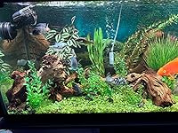 Review Image by Jennifer Dowling Jennifer Dowling