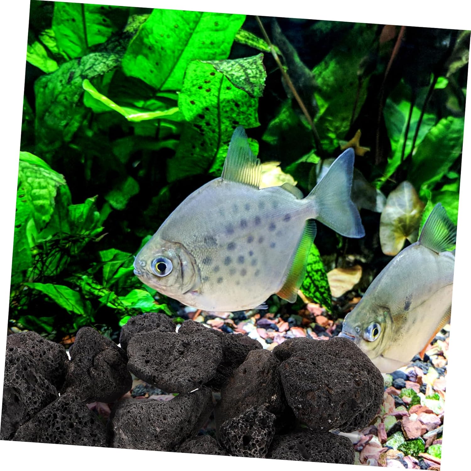 Generic 5packs Volcanic Rocks for Aquariums and Potted Plants Natural Stones for Fish Tank Landscaping and Home Decor Pack