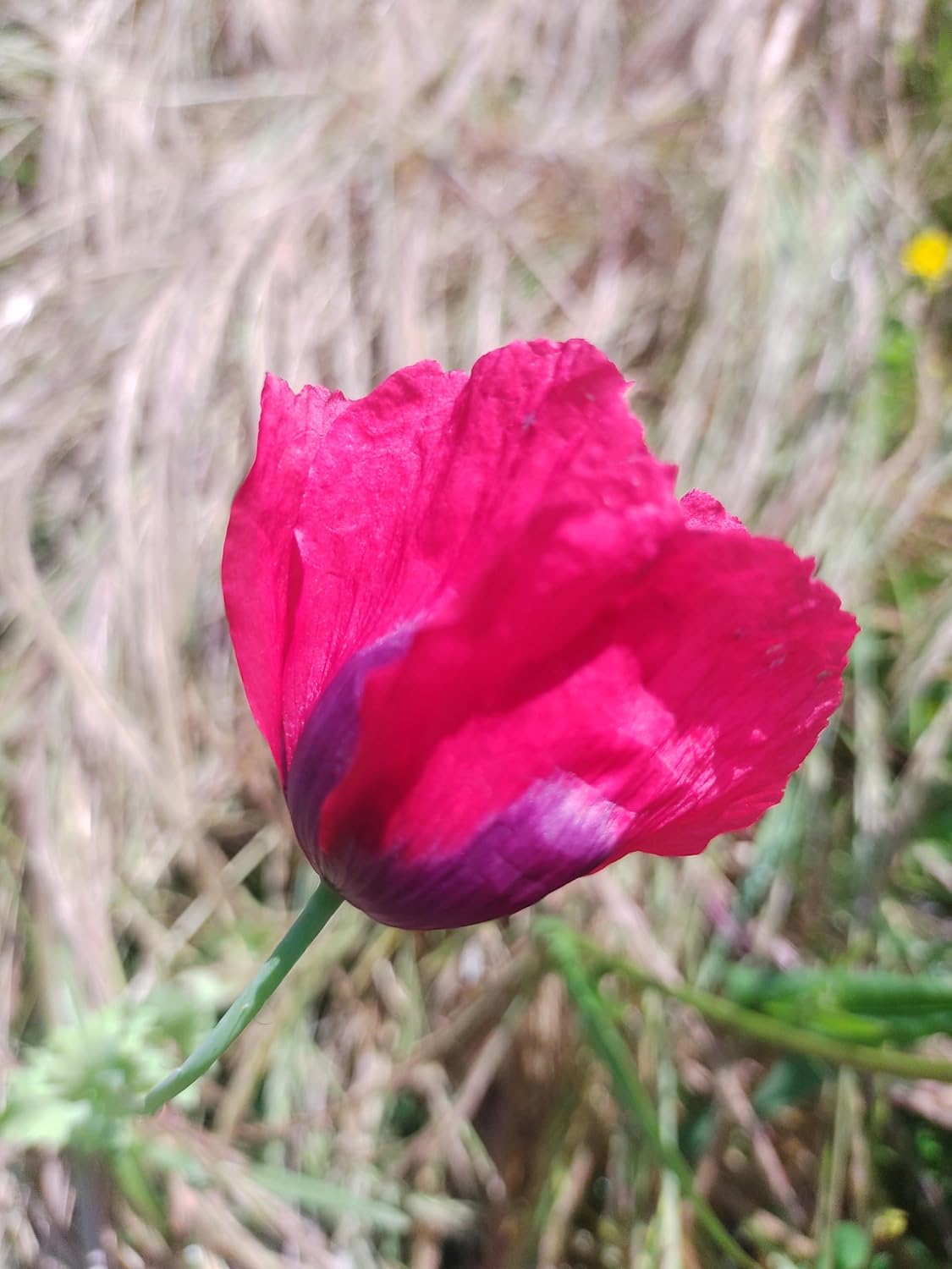 Generic World Poppy Seed Blend Papaver Somniferum Mix 25+ Strains Organic Non GMO 100,000 Seeds