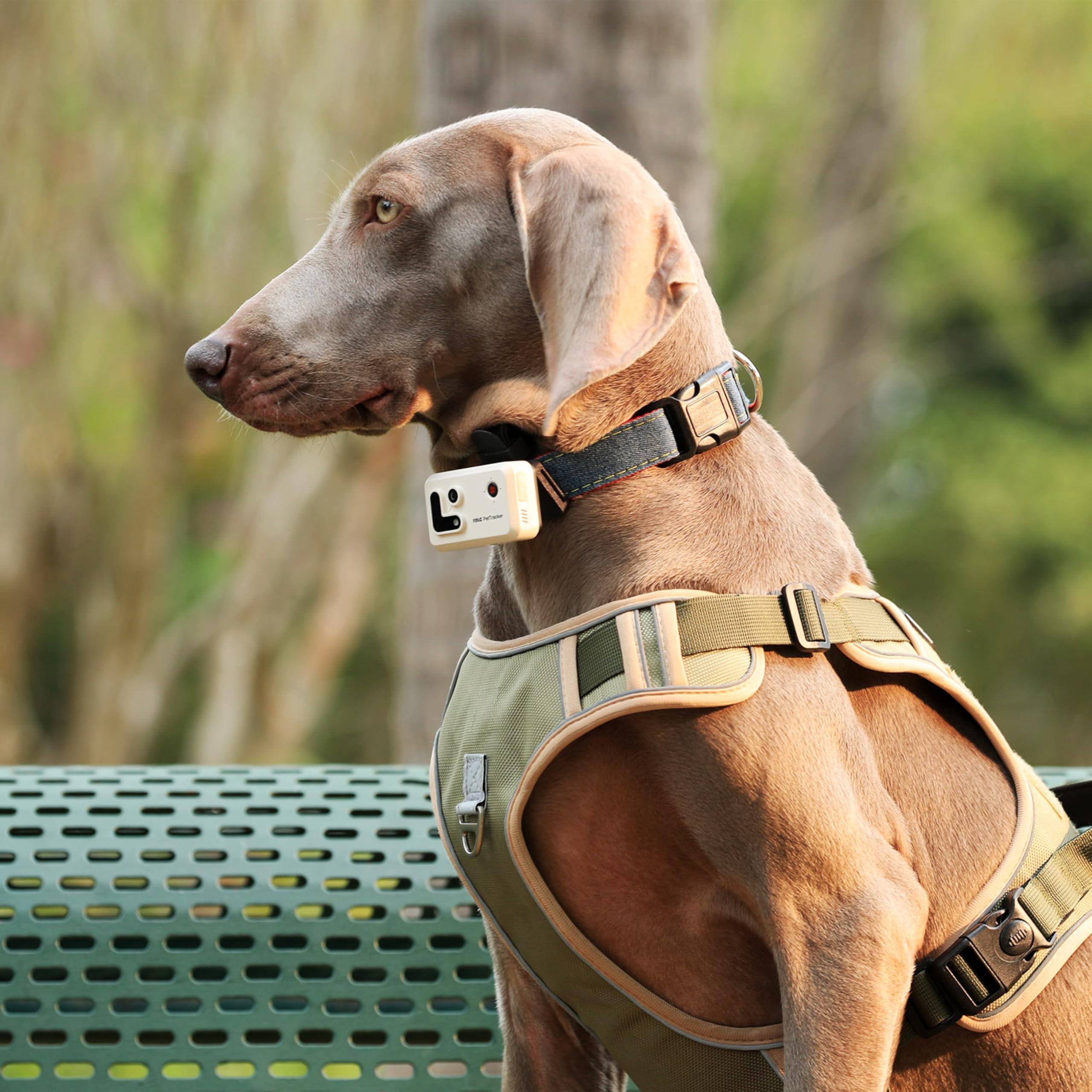 Enabot EBO ROLA PetTracker | GPS para Perros - Localizador para Perros con GPS - Rastreador de Actividad - Color Amarillo