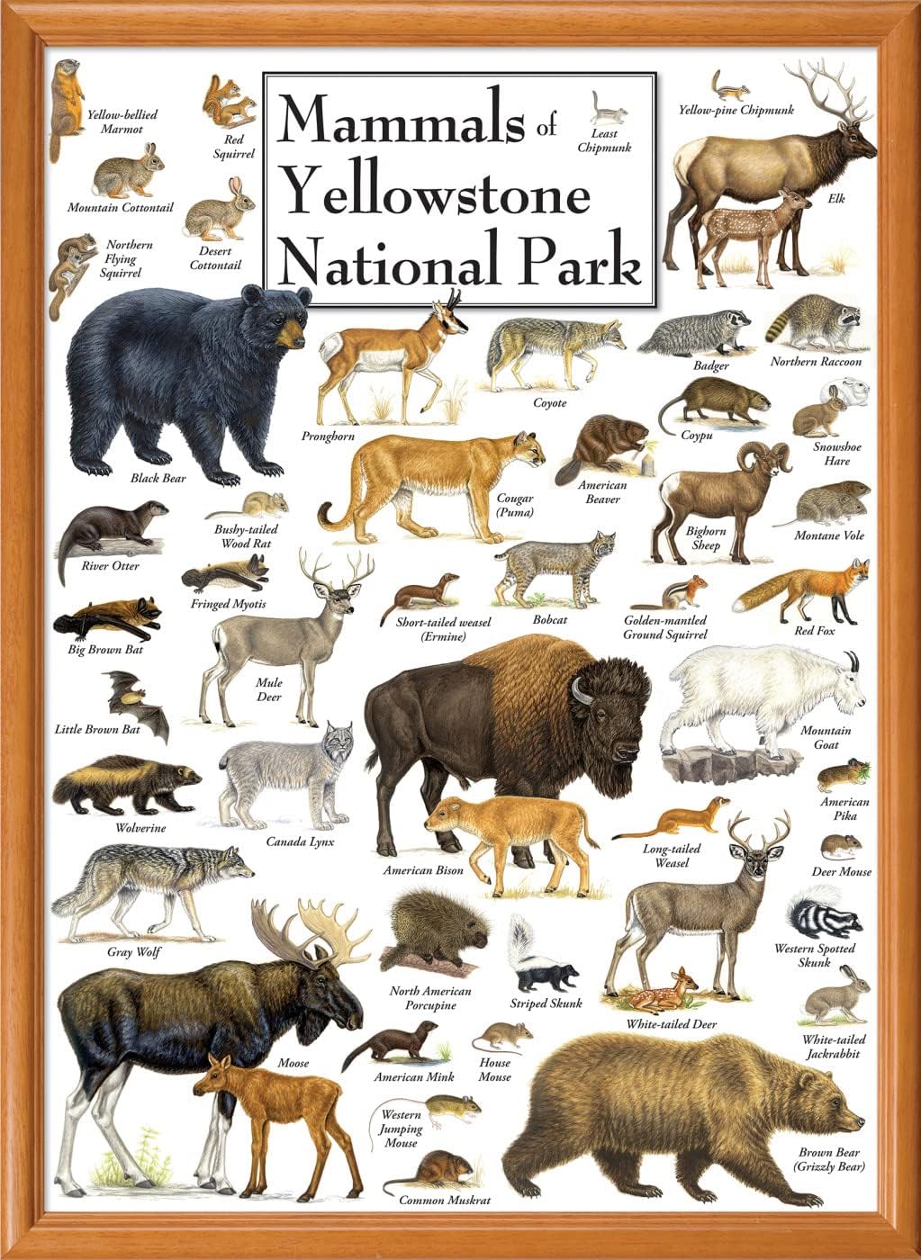 MasterPieces 1000 Piece Jigsaw Puzzle for Adults, Family, Or Youth - Mammals of Yellowstone National Park - 19.25" x26.75