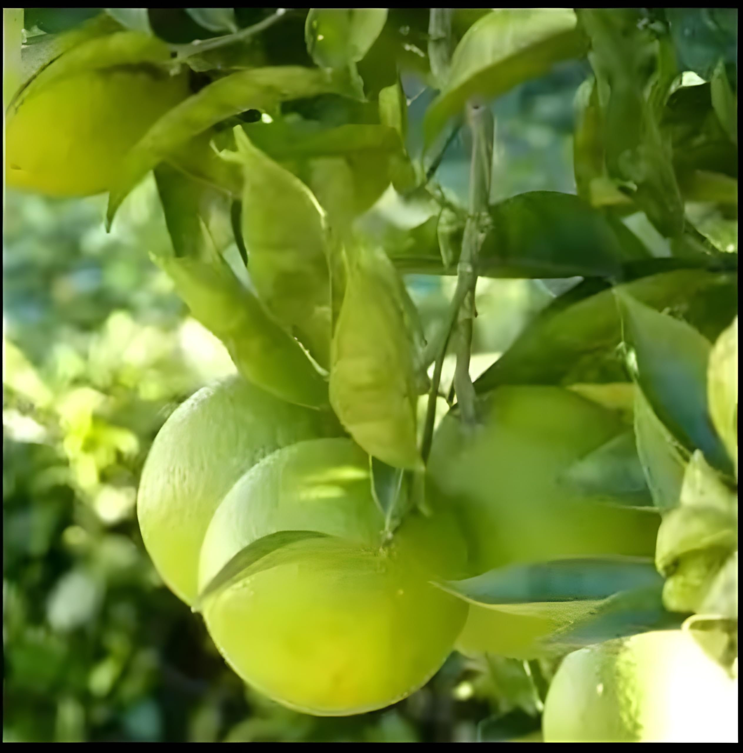 Green View® Orange Labu Fruit Plant, Grafted Sweet Citrus Orange Tree for Home Garden, Juicy Nimbu Santra Live Plant for Pots, Balcony, Terrace & Outdoor Gardening,