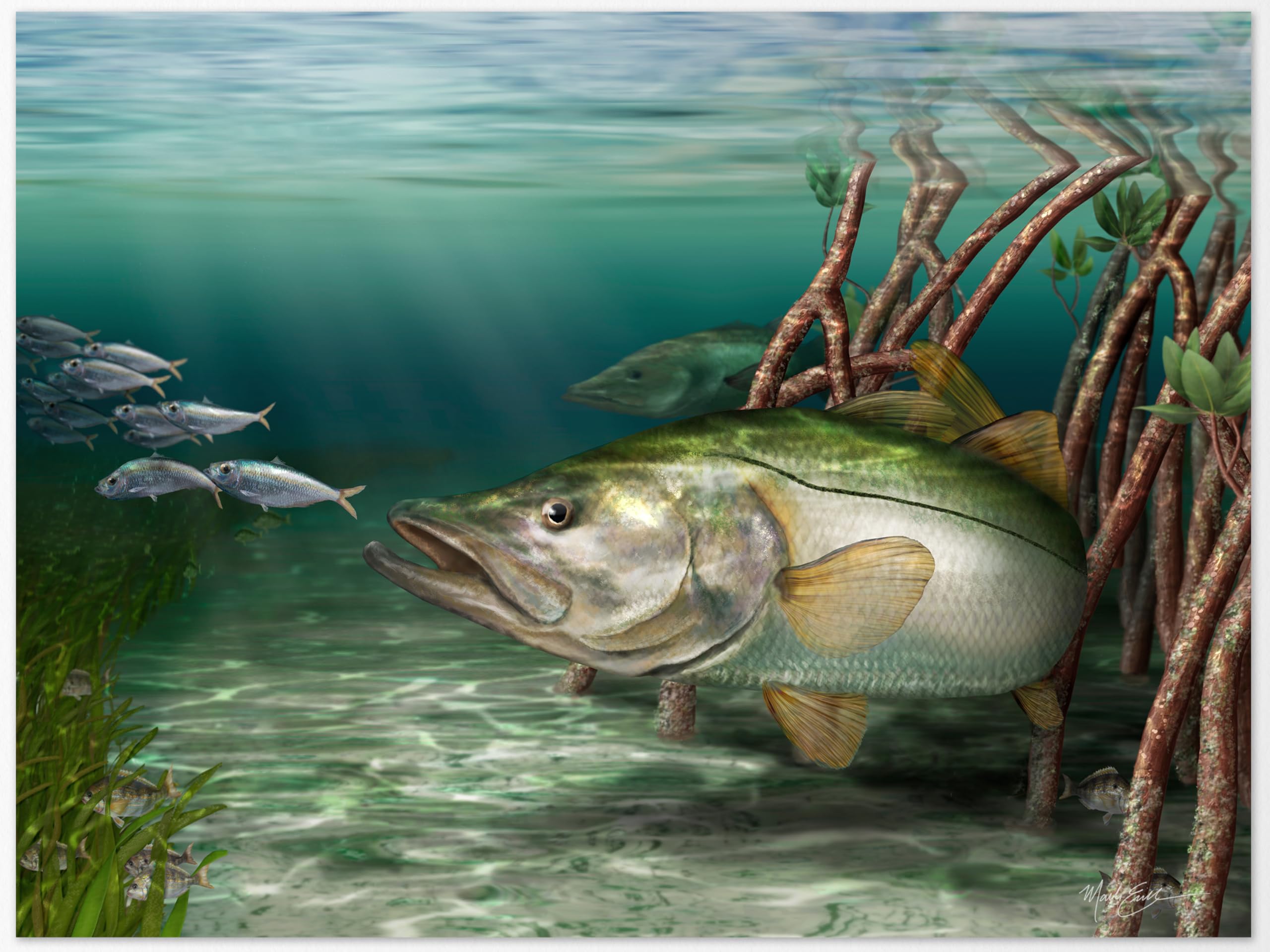 Amazon.com: Snook art print depicting a snook hiding in the