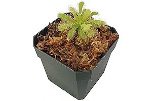 Butterwort Plants: Nature's Tiny Carnivorous Wonder