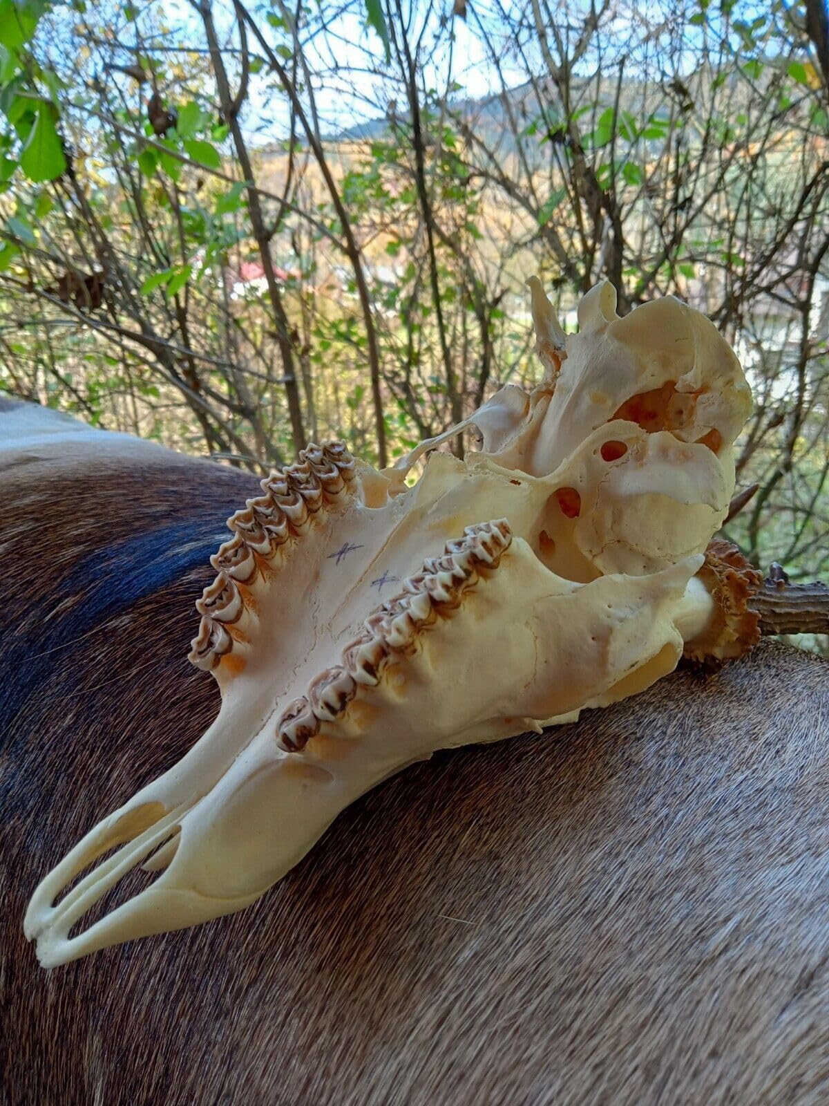 Cráneo de ciervo y cuernos, tanidermia, curación chamánica, decoración gótica del hogar, calavera grande de ciervo