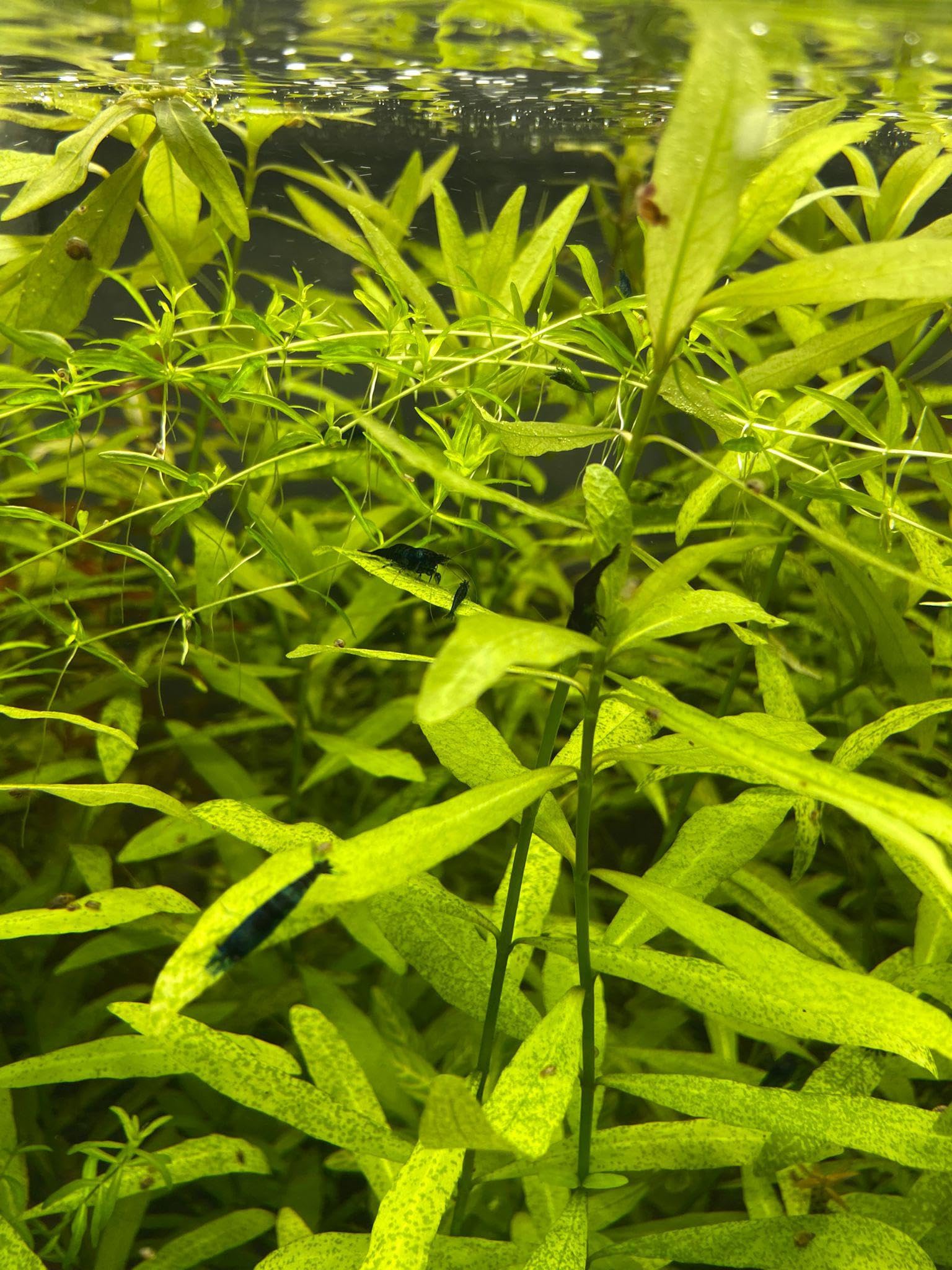 Hygrophila Broad Leaf Live Plant Decor (Durable Freshwater Grass, Enhances Aquatic Environment) - Perfect for Low Maintenance Tanks & Breeder Setup Art (3 Healthy Live Vine Plant)-image-33