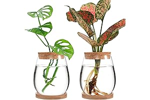 Plants That Grow in Water - Propagation Station Glass Desktop Terrarium Vases