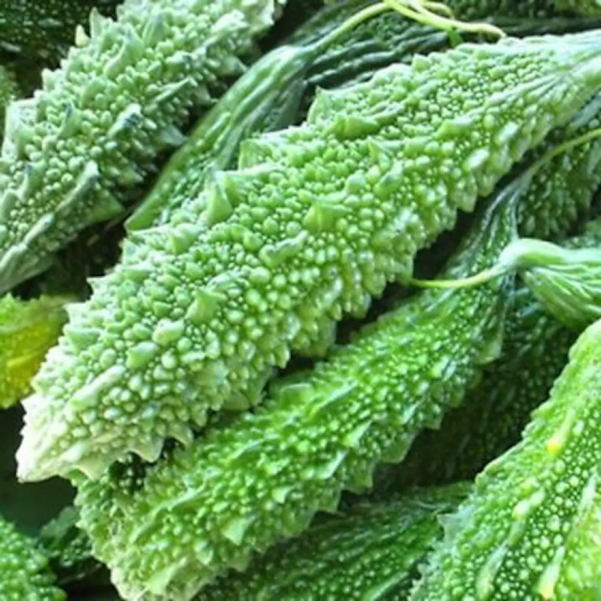 CHUXAY GARDEN Bitter Gourd Seed 10 Seeds Bitter Melon Plant Heirloom Karela Edible Green Vegetable Nutritious Fruit Great Taste