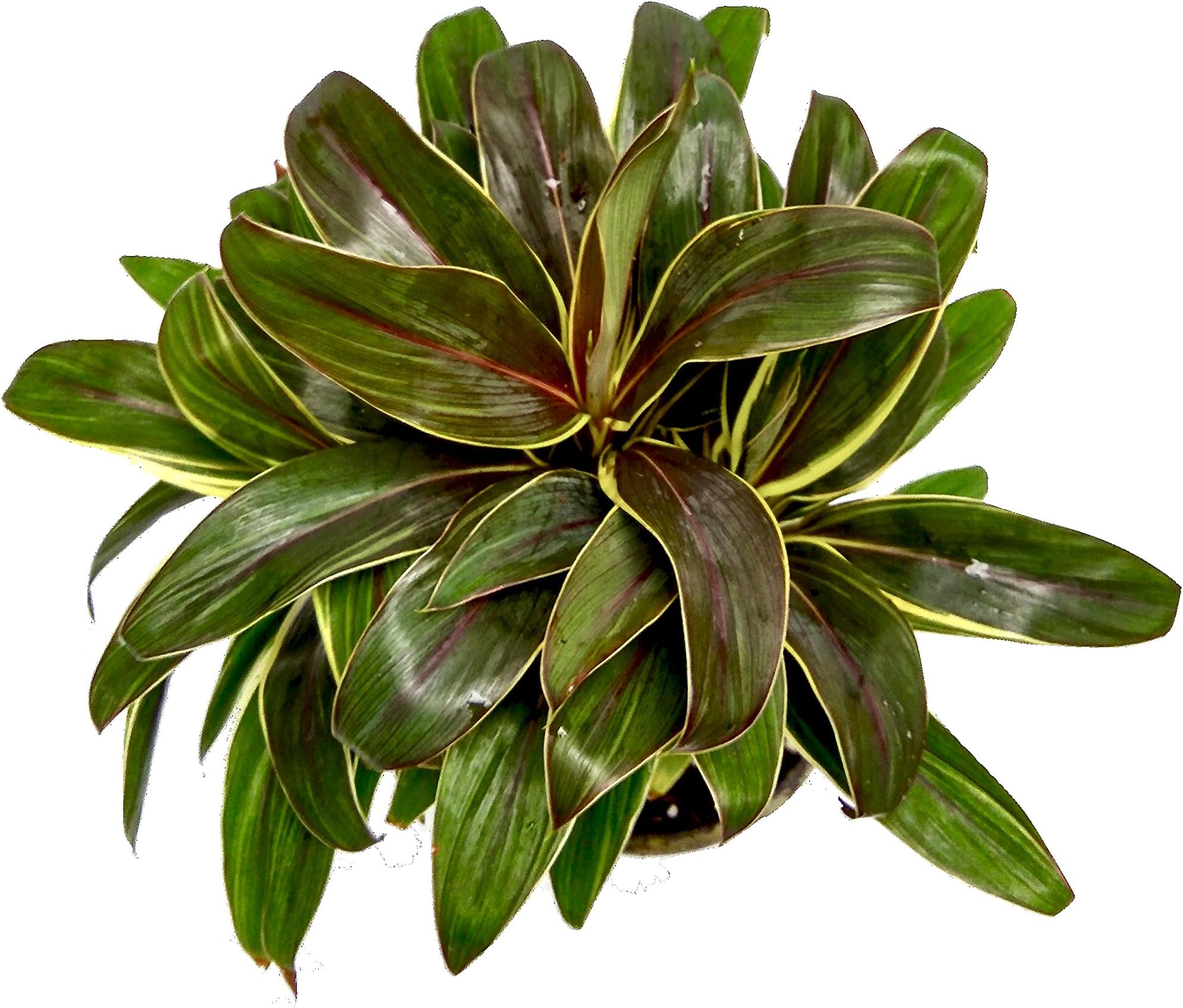 Root Bridges Indoor Yellow Cordyline Plant (Pot Included)