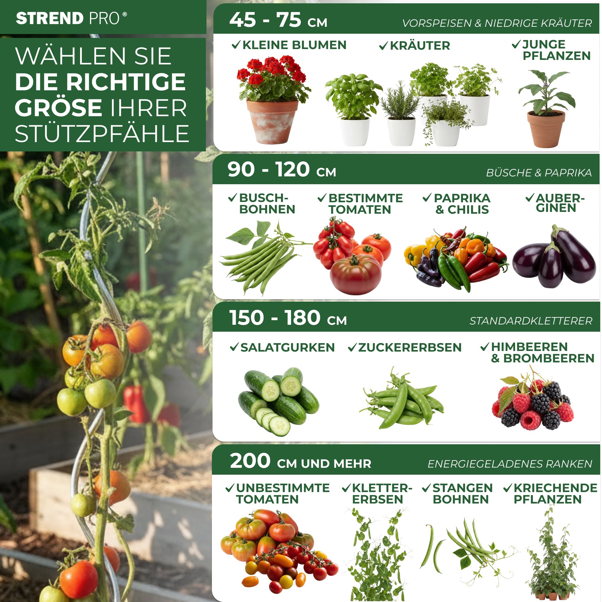 STREND PRO Tomatenstäbe 150 cm - 25 STK. | Spiralstab Ø 6 mm Verzinkter Stahl | Pflanzstab, Tomatenstütze, Rankhilfe, Stangen für Tomaten | Rankstab Metall | Spiral Bohnenstange Pflanzenstütze groß