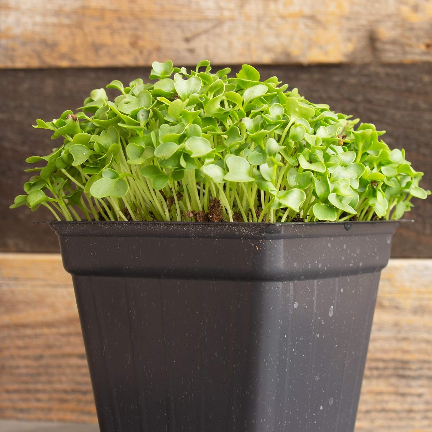 Kale Microgreens Seeds - 5 Lb ~640,000 Seeds - Non-GMO - Seed for Growing Micro Greens - Premium, High Germination Rate Seed - Brassica oleracea