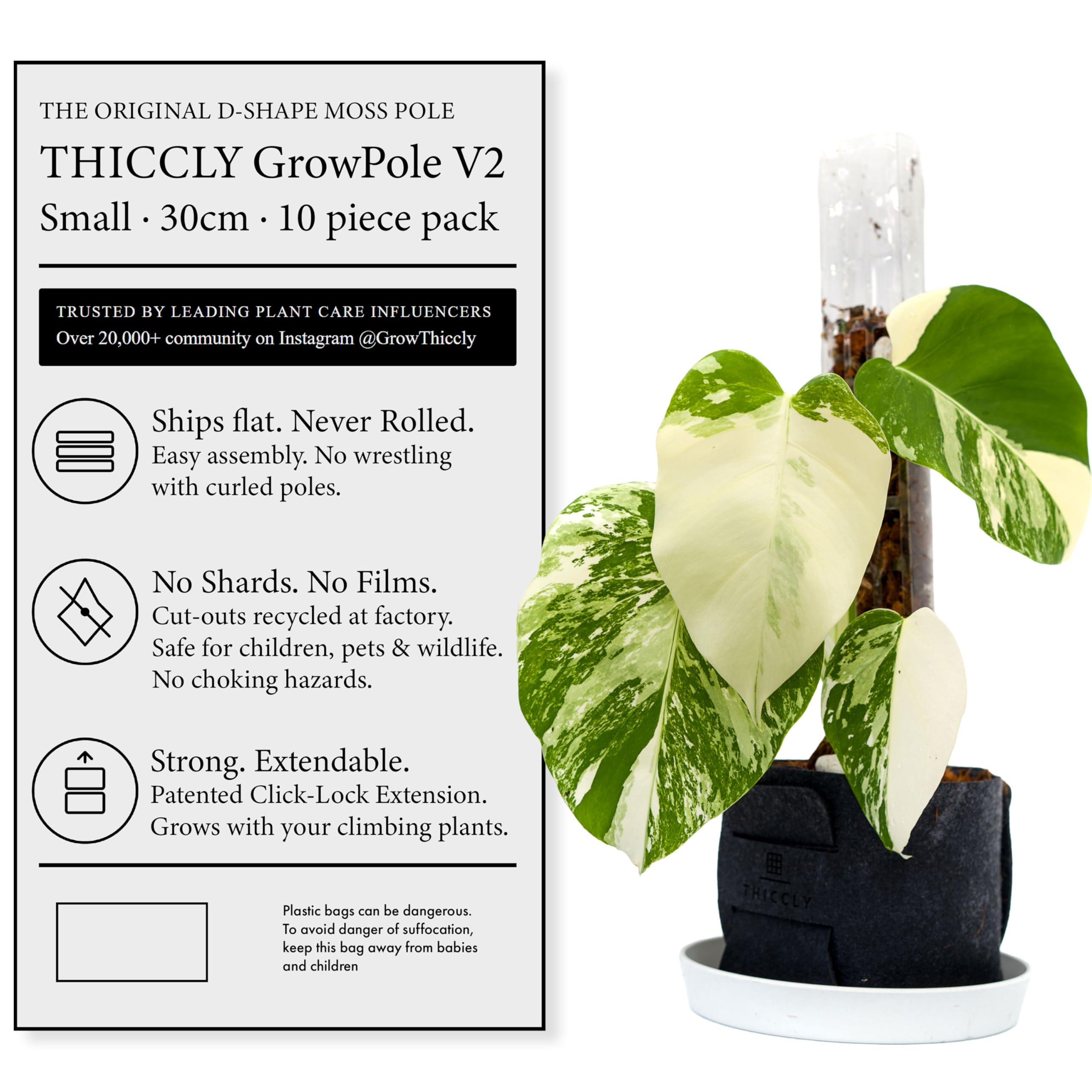 anthurium andraeanum size Anthurium andraeanum x 'Black Love'