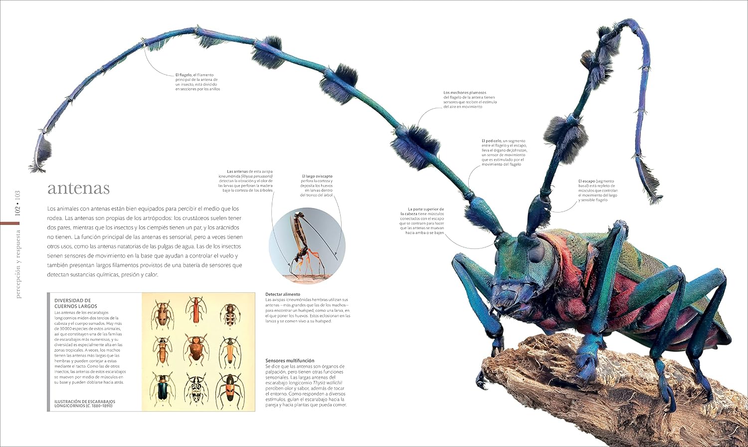 Vida microscópica (Micro Life): Maravillas de un mundo en miniatura (DK Secret World Encyclopedias) (Spanish Edition)