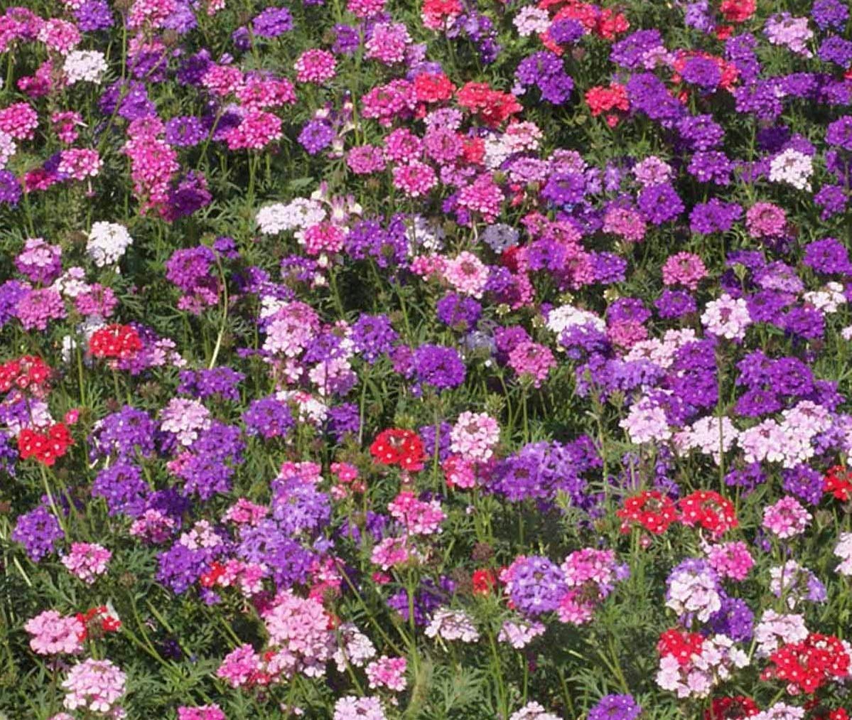David's Garden Seeds Flower Verbena Moss Mixed Colors 100 Non-GMO, Heirloom Seeds