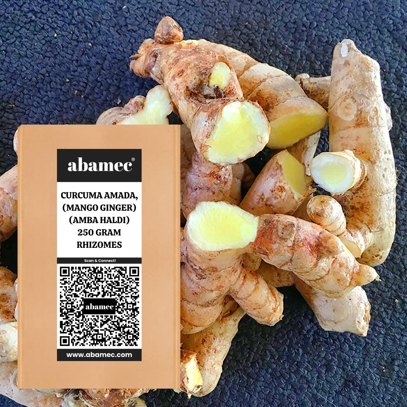 abamec White Mango Ginger, Amba Haldi, Curcuma Amada Growing Roots for Garden - 250 Gram Rhizomes
