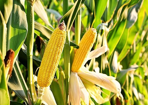 Miniatura 7 de Food to Live Polenta amarilla, 6 libras - Harina de maíz finamente molida. Producto de Italia. Fácil de cocinar. Textura cremosa y suave. Rico en