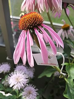 Hundredfold Organic Purple Coneflower 100 Herb Seeds - Echinacea purpurea, Native Prairie Wildflower, Attractive to Bees and Birds
