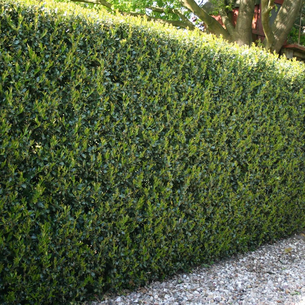 Yougarden Japanese Holly Green Hedge Ilex Crenata 24 Pack