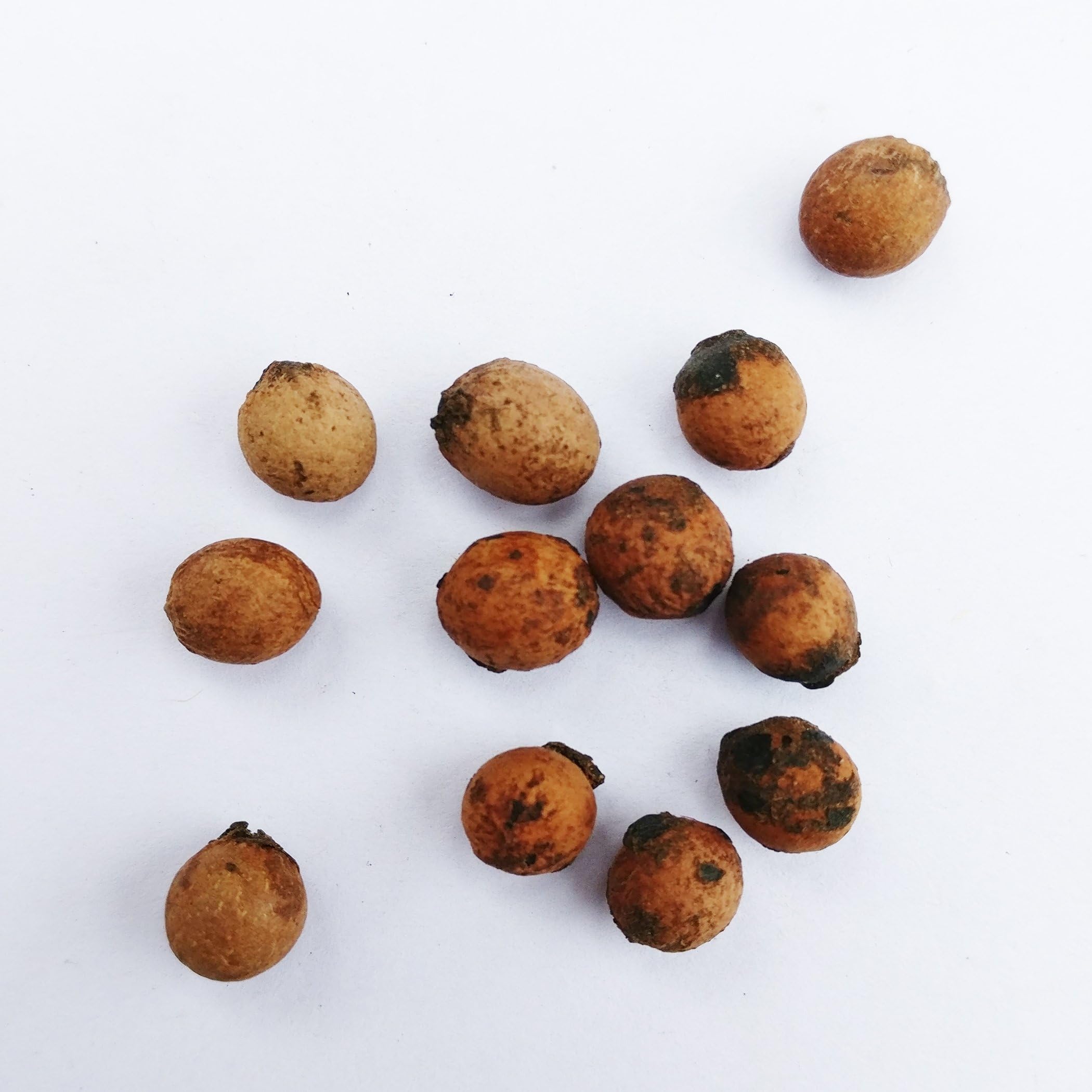 White Sandalwood Seeds, Sreegandha,chandan seeds, Indian Sandal wood seeds, Santalum album - Pack of 100 g
