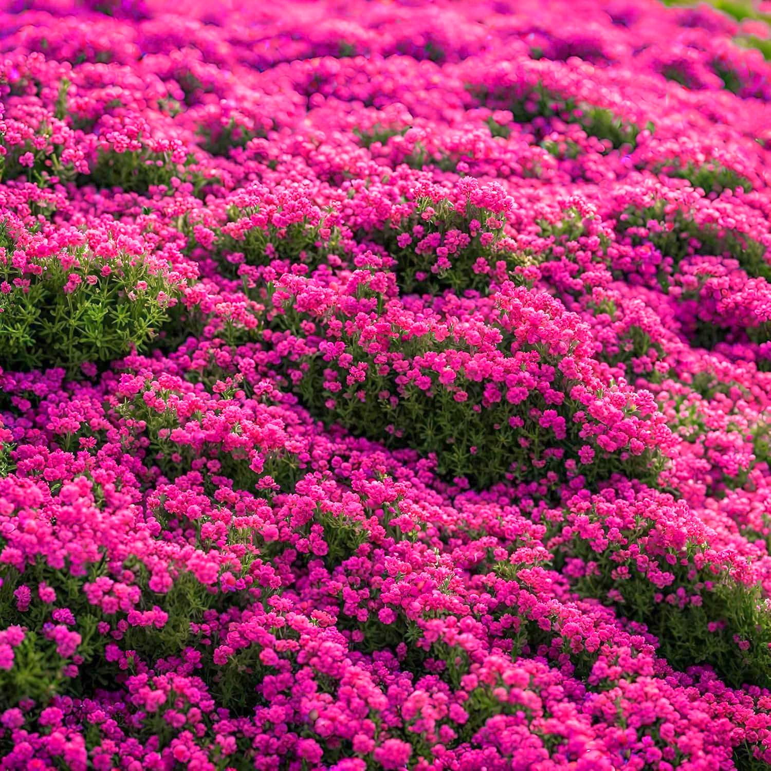 Creeping Thyme Seeds(19500pcs), Wild Thyme Flower Seeds Rock Cress Ground Cover Drought-Tolerant Ground Cover, Carpet Evergreen Plant for Lawn, Landscaping & Garden