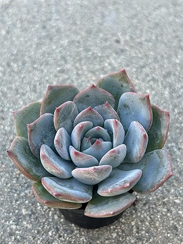 Echeveria Caroline - Planta suculenta viva, azul-verde con bordes rojos, maceta de 2 pulgadas, totalmente enraizada para decoración del hogar y la