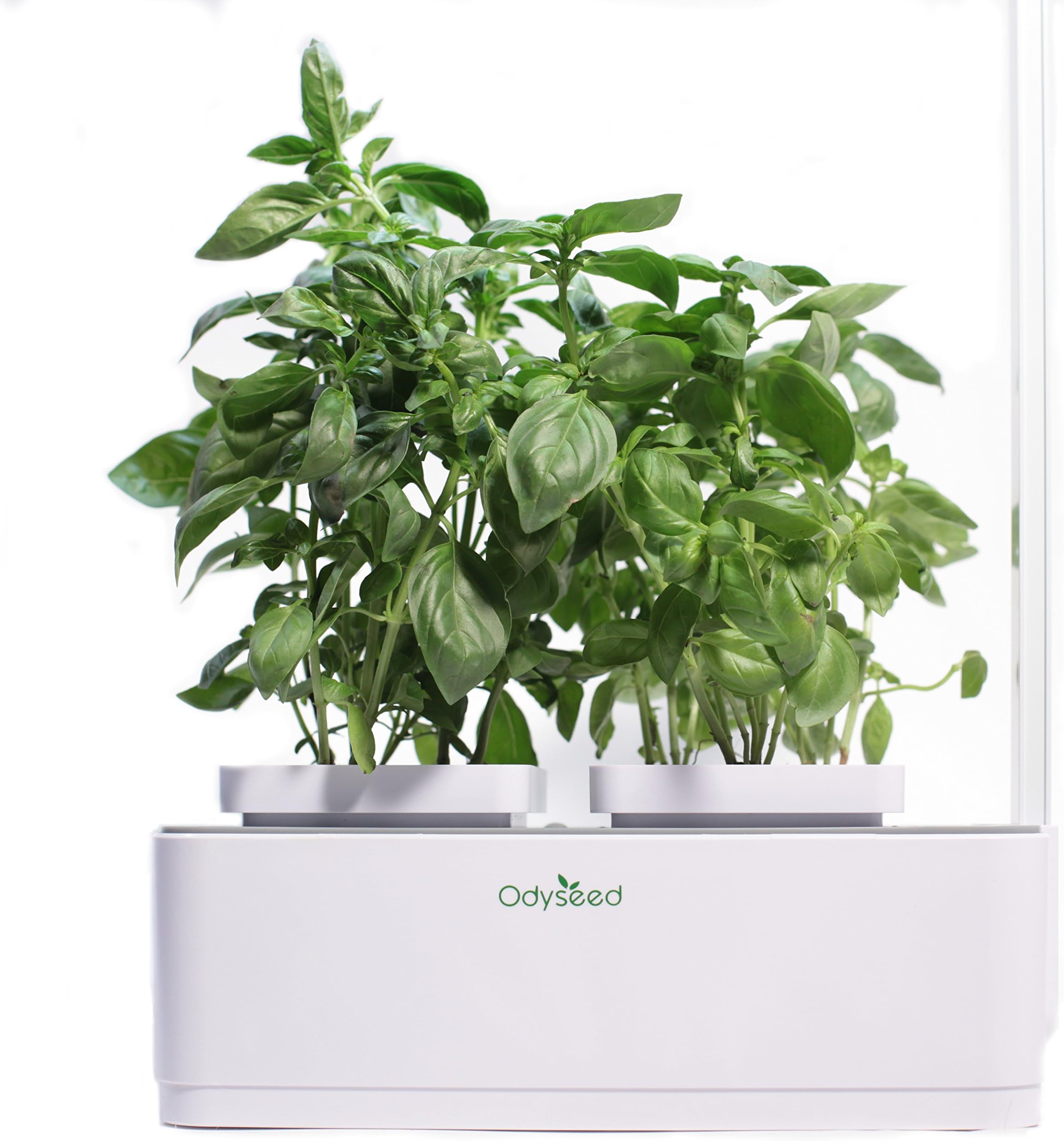 OdyseedEden - Indoor Garden 100% Organic - Grow Your Own Aromatic Herbs - Substrate & Seeds Included (Lemon Basil & Cinnamon Basil)