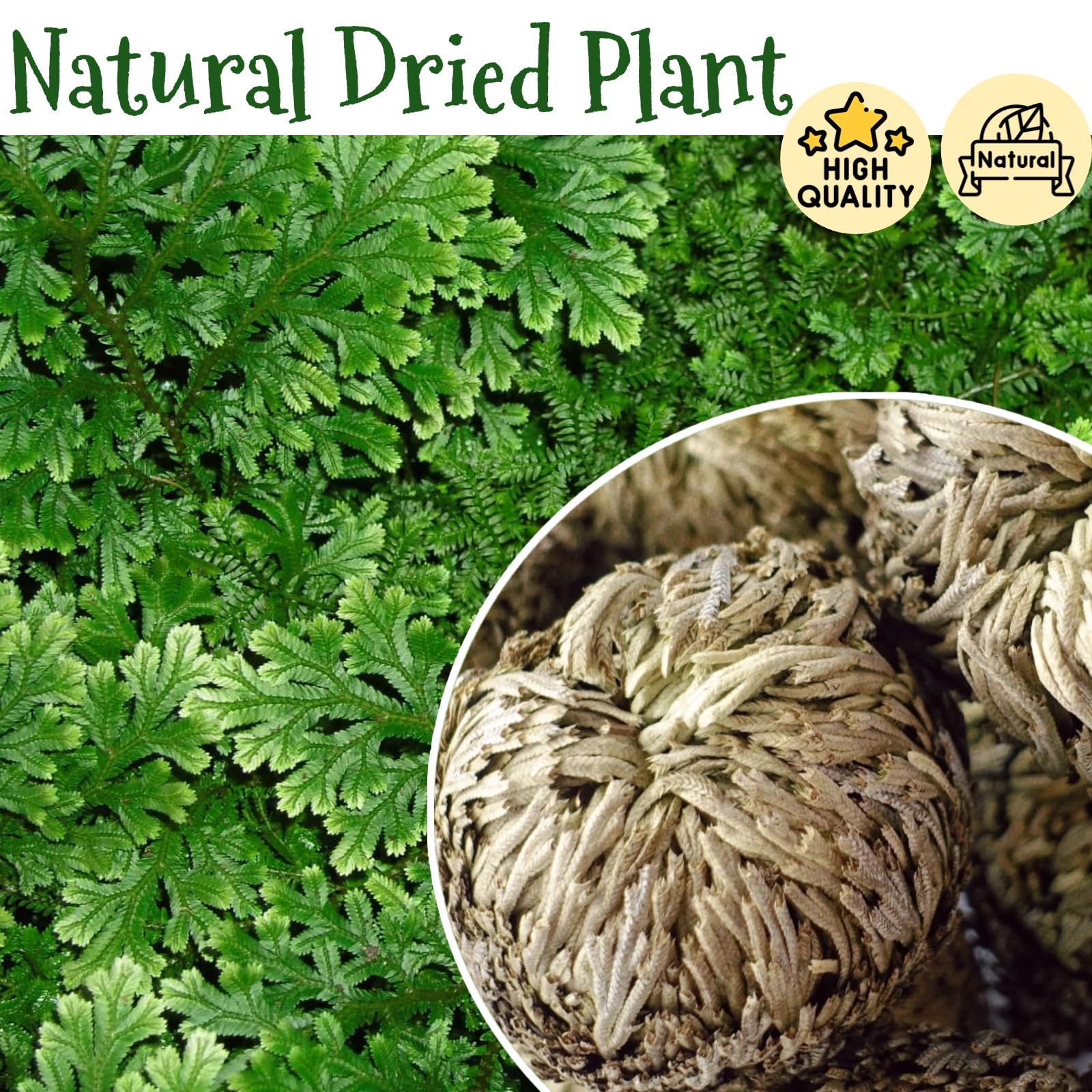 Dried Rose of Jericho (9Pcs) : Amazon.ca: Home