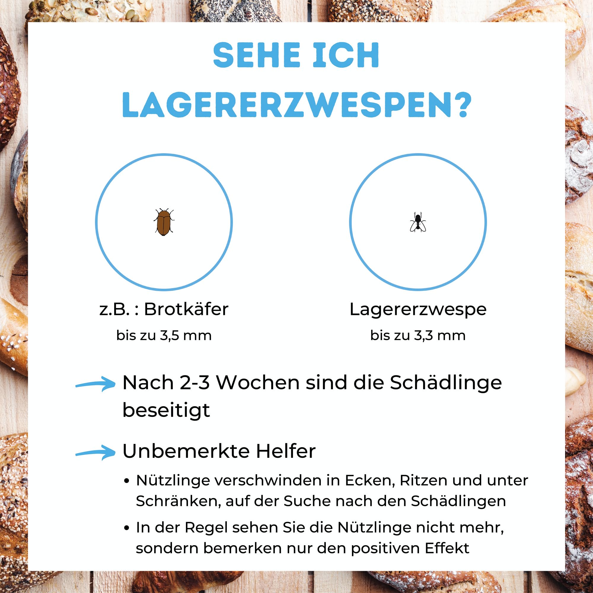 Lagererzwespen gegen Brotkäfer & Co. – für ca. 15 m² – 100% Chemiefrei – für warme und kühle Temperaturen – Alternative zu Brotkäferfalle – Made in Germany (40 Nützlinge)