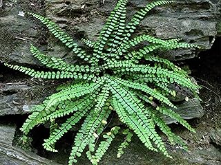 Maidenhair Spleenwort Fern 5 Rhizomes (Asplenium platyneuron)