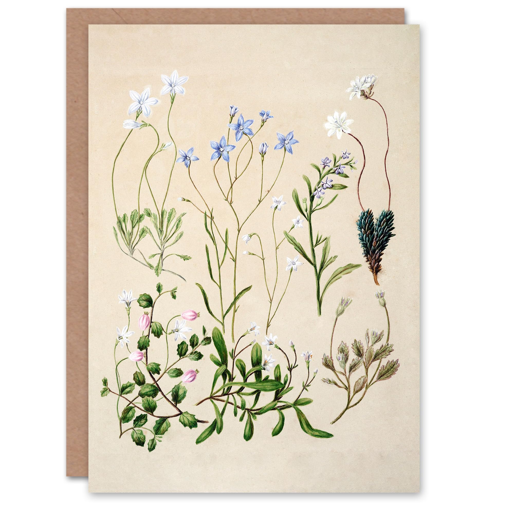 Artery8 Sarah Featon Art Card New Zealand Perennial Wild Flowers