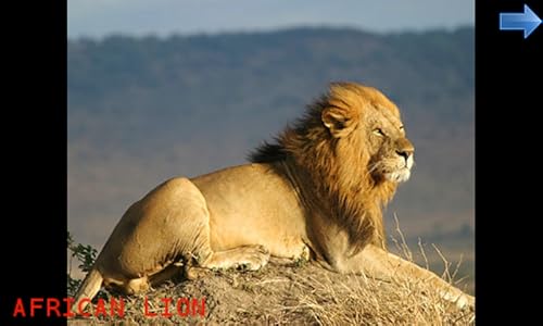 The Animal World for Toddlers