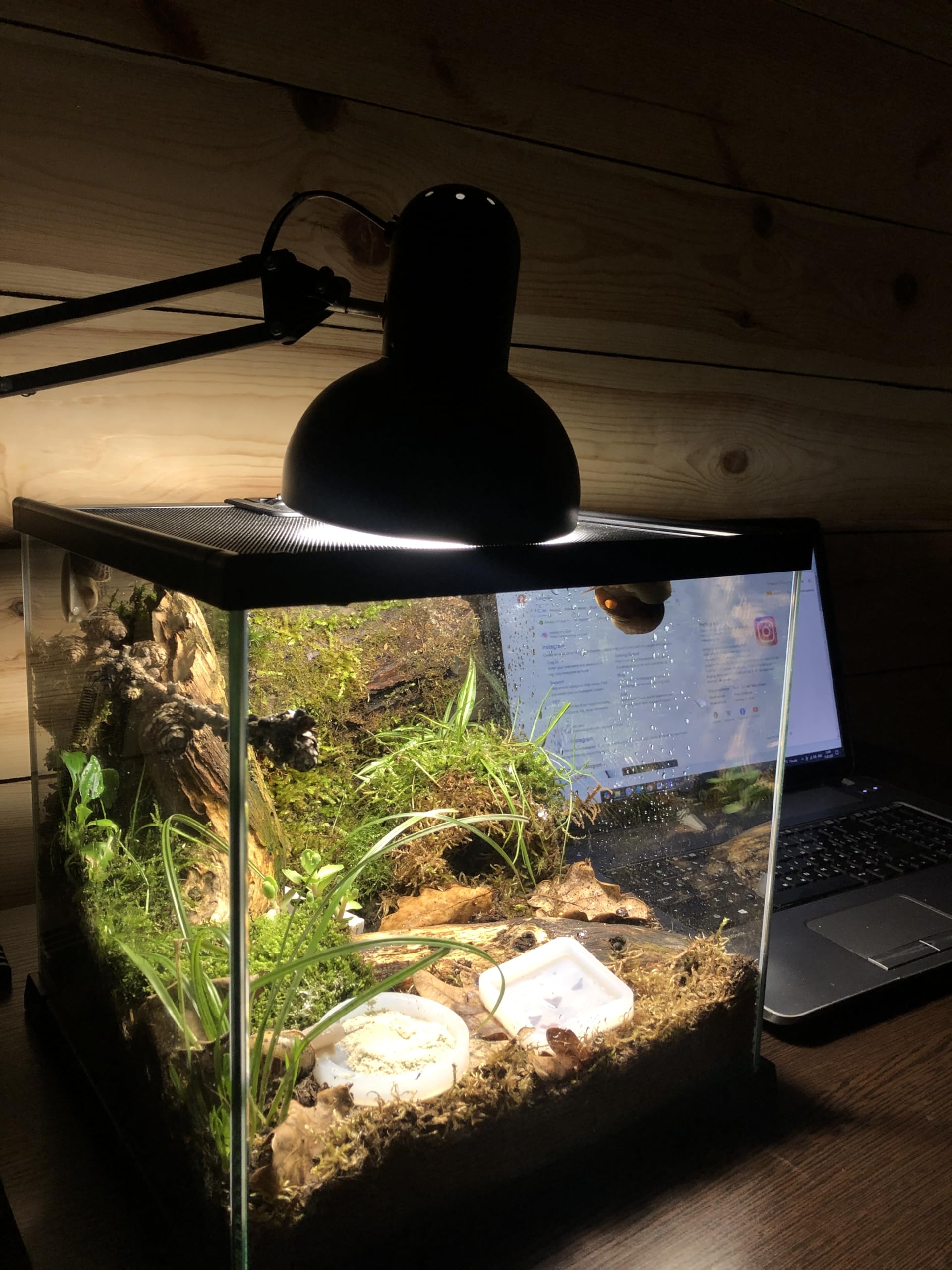 Terrarium Pro Kit - Das ultimative Schneckenpflege-Starterpaket für riesige afrikanische Landschnecken, Helix Aspersa, Helix Pomatia, Hainschnecken usw
