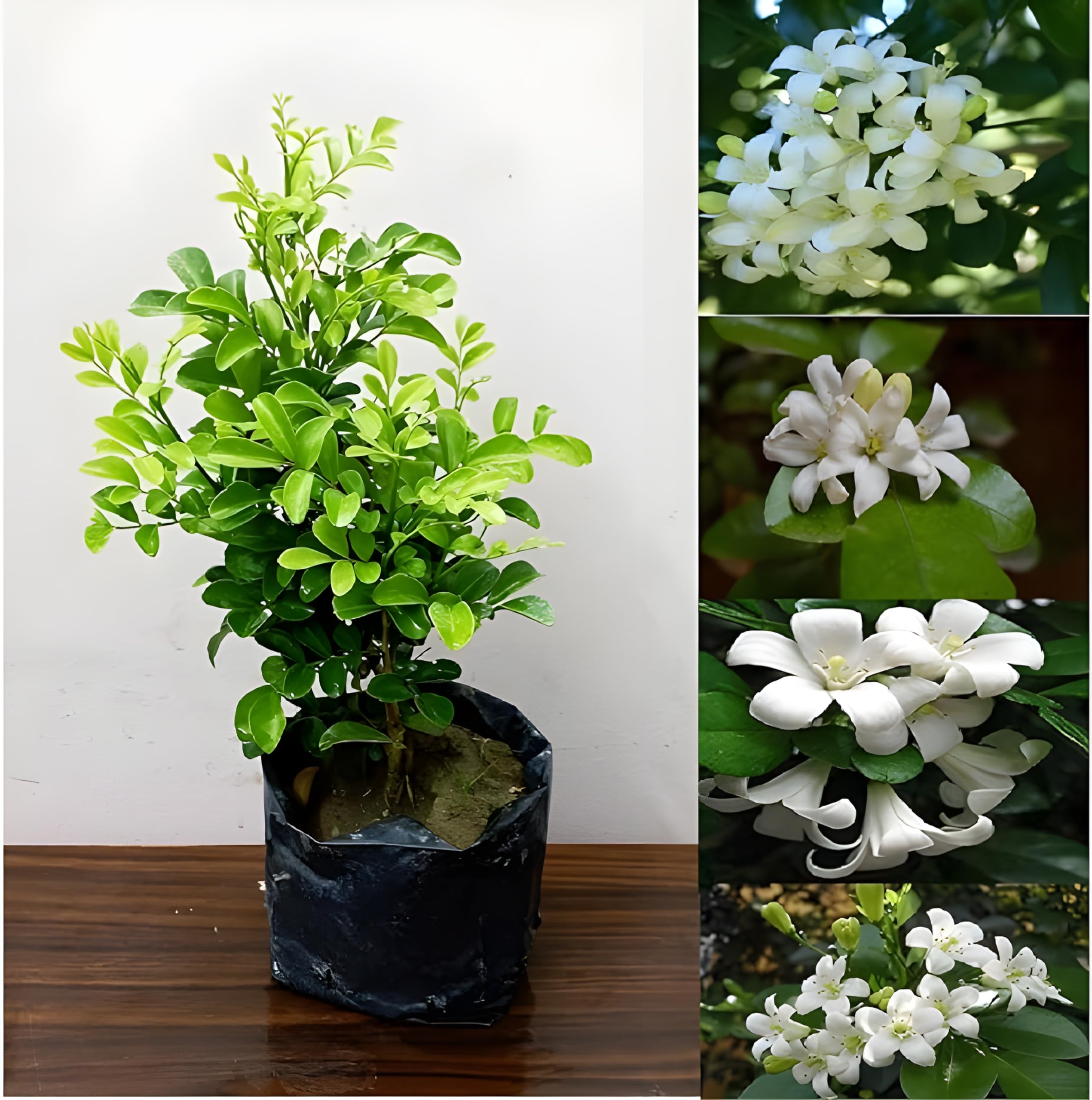 See full amazon price history chart for Green view " kamini-Madhu Exotica Kamini All Time White Flower Plant " Hybrid - 1 Healthy Live Decorative Flowering Plant 1-1.5 Ft Height in Nursery Grow Bag for Home Garden Green view " kamini-Madhu Exotica Kamini All Time White Flower Plant " Hybrid - 1 Healthy Live Decorative Flowering Plant 1-1.5 Ft Height in Nursery Grow Bag for Home Garden (B0BVZQWTV1) Amazon Price History, Amazon Price Tracker