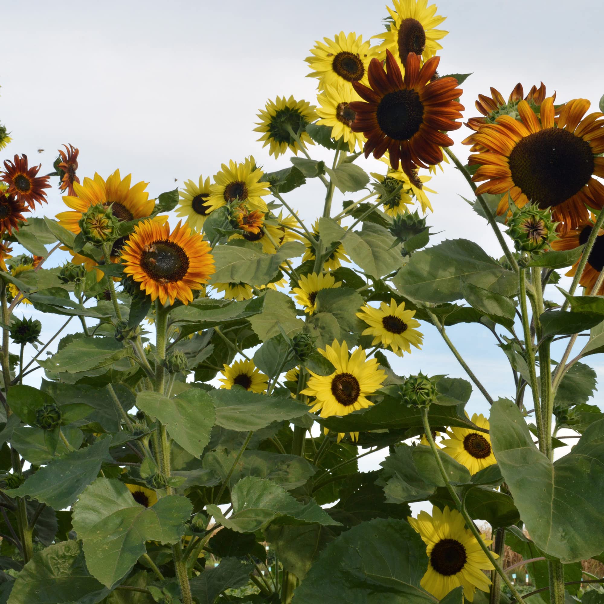 Indian Blanket Sunflower Seeds - 4 g Packet ~50 Seeds - Non-GMO - Flower Garden - Helianthus annuus