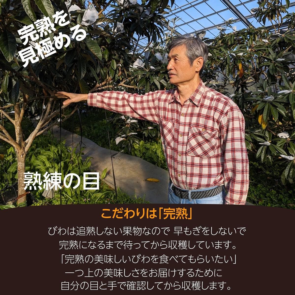 Amazon.co.jp: びわ 【谷柴農園】 房州びわ サイズ色々 1kg 家庭用