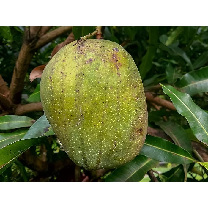 Buy Mango Tree Live Fruit Tree in a 3 Gallon Pot Mangifera Indica