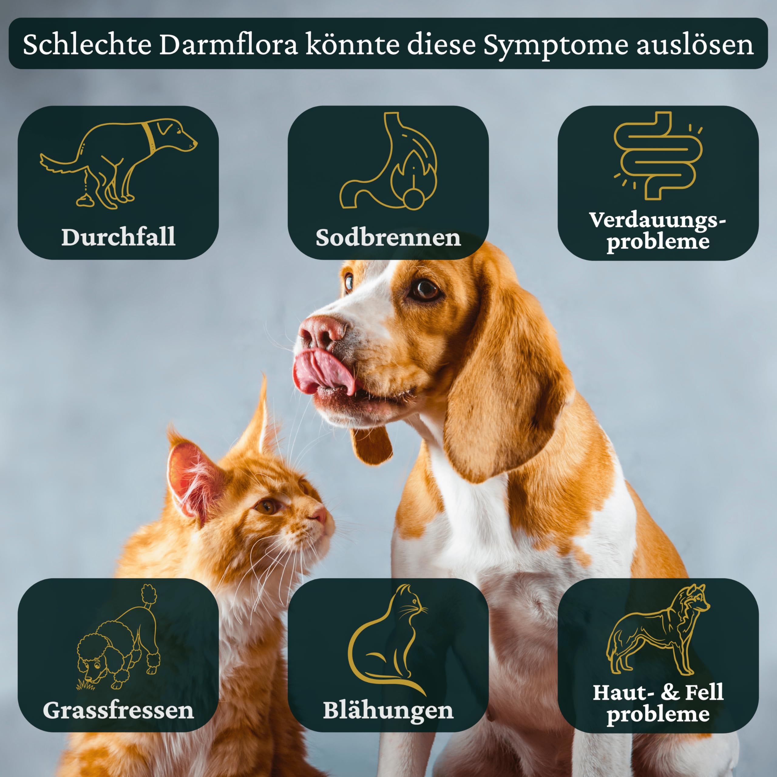 Probiotika für Hunde und Katzen – 100% Bio Tropfen 50 ml – Flüssiges Probiotikum für Darmflora Aufbau und Verdauung bei Haustieren – Probiotisches Einzelfuttermittel – Petbiotika