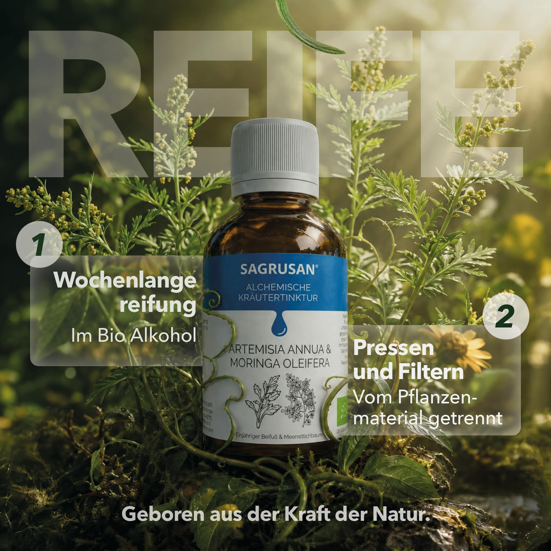 Artemisia Annua & Moringa oleifera 100ml Pflanzenextrakt