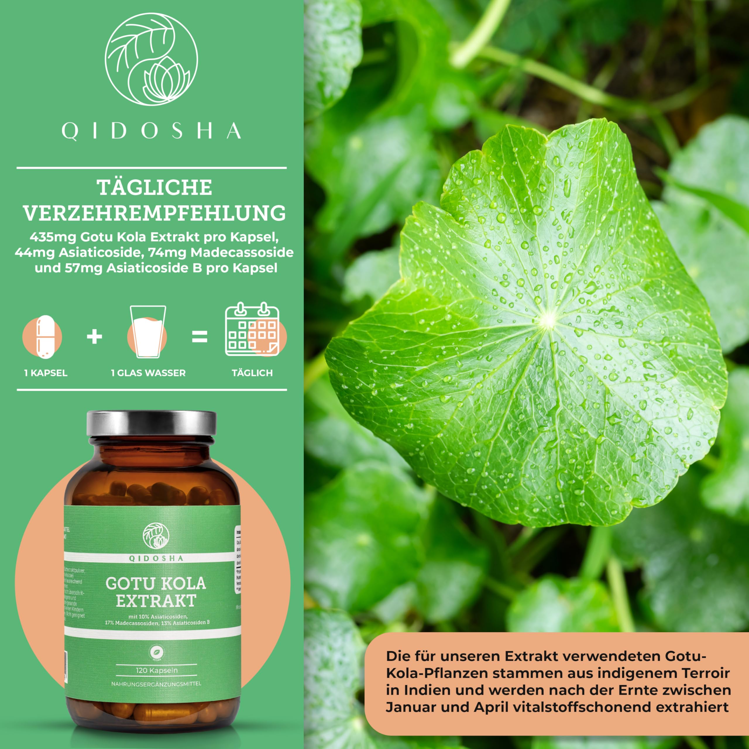 QIDOSHA® Gotu Kola 60:1 Extrakt, mit 40% Gesamt-Asiaticoside höchster Wirkstoffgehalt am Markt, darunter 10% Asiaticoside, 17% Madecassoside und 13% Asiaticoside B, 120 Kapseln im Glas