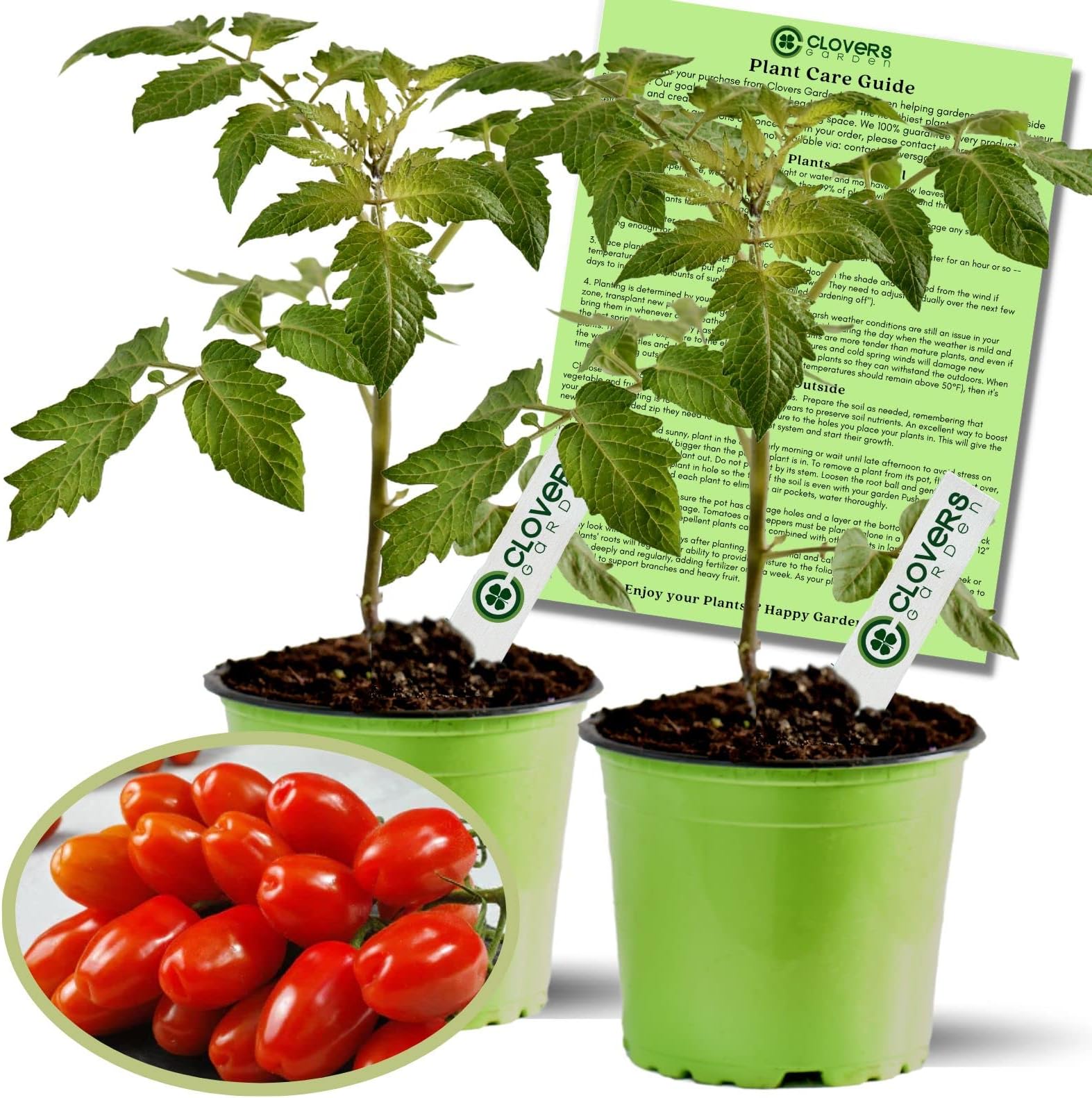 Clovers Garden Juliet Tomato Plants- Two (2) Live Plants – Non-GMO - Not Seeds – Each 4"-8" Tall in 4 Inch Pots - Plum-Type, Crack-Resistant