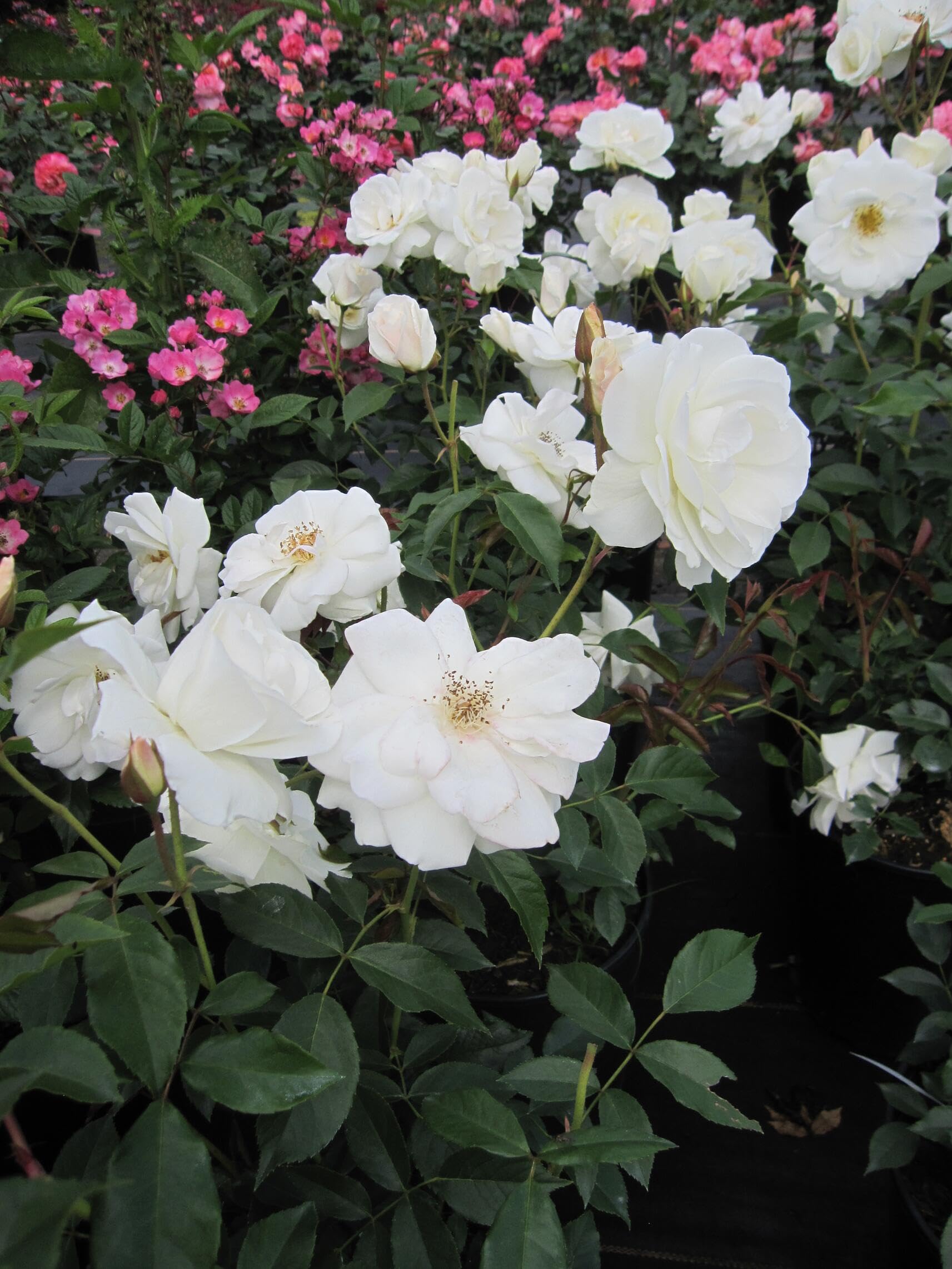 Rosa Schneewittchen® syn. Iceberg und Fée de Neiges - Strauchrose - Kordes Rose