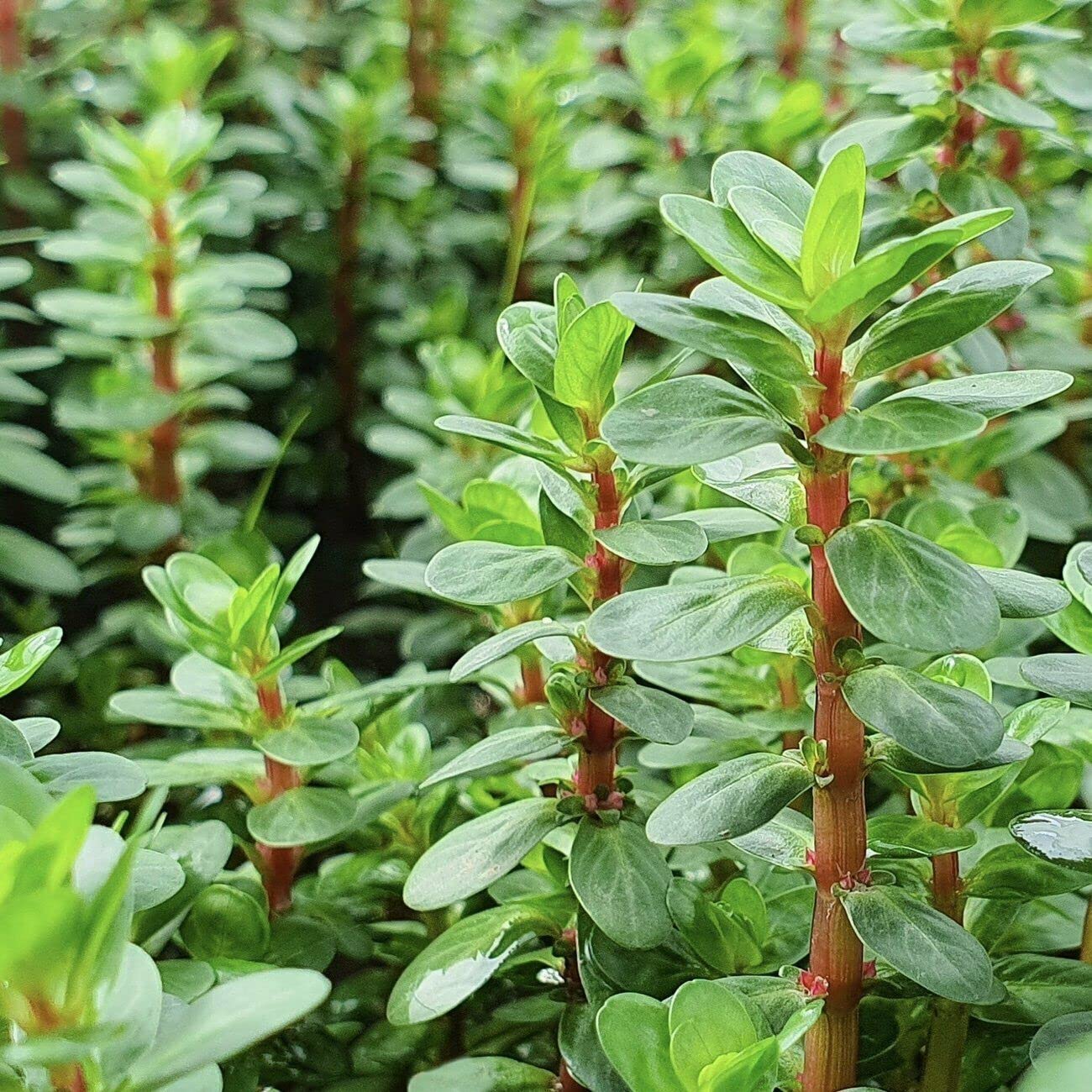 See full amazon price history chart for Maalavya Live Aquarium Aquatic Plant (Rotala Macrandra Narrow Leaf) Live Plant With Pot Maalavya Live Aquarium Aquatic Plant (Rotala Macrandra Narrow Leaf) Live Plant With Pot (B0BTW4K744) Amazon Price History, Amazon Price Tracker