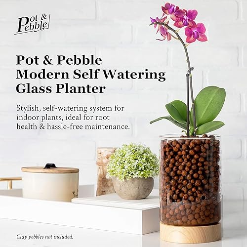 Miniatura 10 de Pot & Pebble Maceta de cristal para interiores con base de madera y control de nivel de agua transparente para visibilidad de raíces (adecuada para